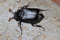 Black Burying Beetle