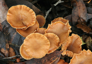 Candy Cap Mushroom