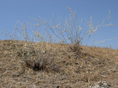 Longstem Buckwheat