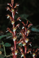 Spotless Coral Root