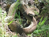 Crotalus oreganus oreganus