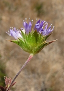 Navarretia heterodoxa