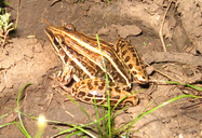 Leptodactylus gracilis