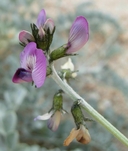 Astragalus mohavensis var. mohavensis
