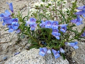 Penstemon speciosus