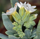 Heliotropium curassavicum