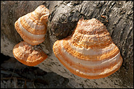 Pycnoporus cinnabarinus