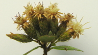 Dasyphyllum brasiliense