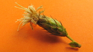 Dasyphyllum brasiliense