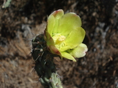 Cylindropuntia californica var. parkeri