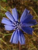 Cichorium intybus