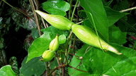 Oxypetalum cordifolium ssp. harleyi