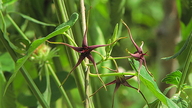 Oxypetalum cordifolium ssp. harleyi