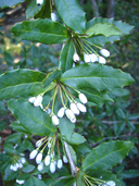 Sargent's Barberry