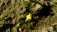 Utricularia triloba