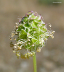 Sanguisorba minor ssp. muricata