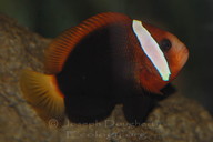 Red Clownfish