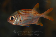 Lattice Soldierfish