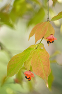 Euonymus pauciflora