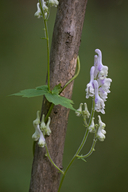 Aconitum albo-violaceum