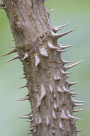 Aralia elata