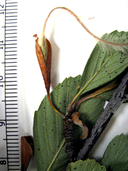 Cercocarpus betuloides var. macrourus