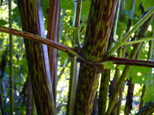 Polymnia maculata