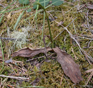 Piperia elongata