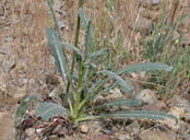 Mentzelia laevicaulis
