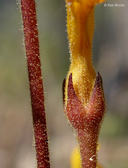 Aphyllon epigalium ssp. epigalium