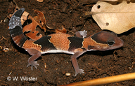 Fat-tail Gecko