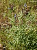 Smallflower Lupine