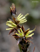 Luzula multiflora ssp. multiflora