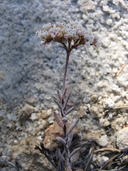 Eriogonum microthecum var. corymbosoides