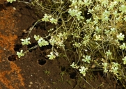 Callitriche heterophylla var. bolanderi