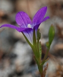 Githopsis pulchella ssp. serpentinicola