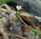 Common Mouse-eared Chickweed
