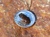 Scaphiopus holbrookii