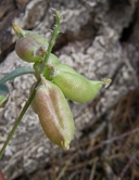 Astragalus douglasii var. parishii