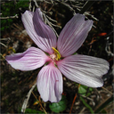 Sidalcea malviflora