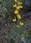 Thermopsis macrophylla var. macrophylla
