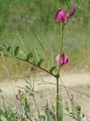 Vicia sativa ssp. nigra