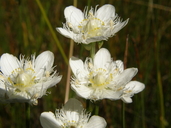 Photo of Parnassia cirrata var. intermedia