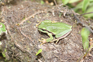 Hyla euphorbiacea