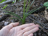 Photo of Piperia colemanii