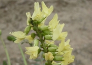 Astragalus trichopodus var. phoxus