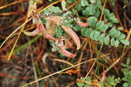 Astragalus layneae