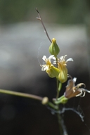 Photo of Streptanthus oblanceolatus