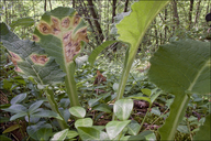 Ramularia Leaf Spot