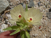 Mohavea confertiflora